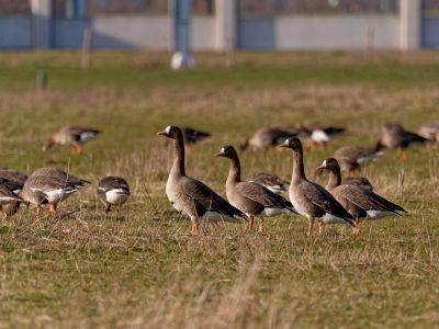Lobberdense mrt21 23