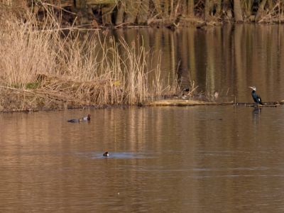 Lobberdense mrt21 25