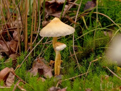 ByvanckPaddestoelen okt20 52