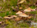 ByvanckPaddestoelen okt20 53
