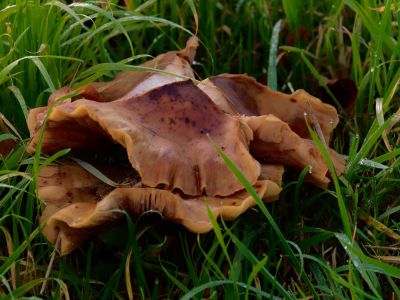ByvanckPaddestoelen okt20 100
