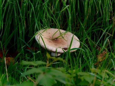 ByvanckPaddestoelen okt20 102