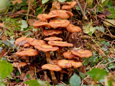 ByvanckPaddestoelen okt20 55