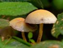 ByvanckPaddestoelen okt20 57