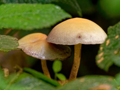 ByvanckPaddestoelen okt20 57