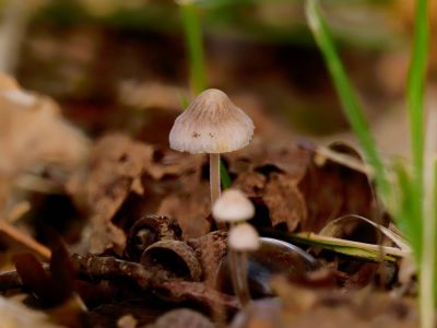 ByvanckPaddestoelen okt20 58