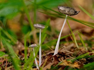 ByvanckPaddestoelen okt20 59