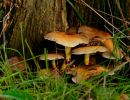 ByvanckPaddestoelen okt20 60