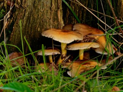 ByvanckPaddestoelen okt20 60