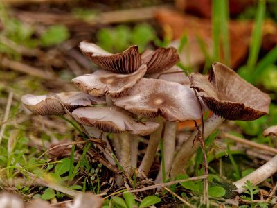 ByvanckPaddestoelen okt20 61