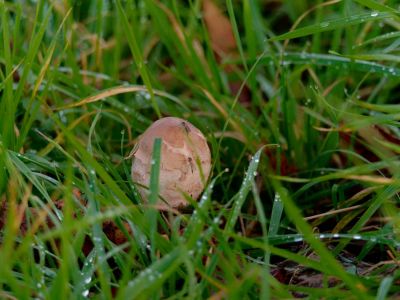 ByvanckPaddestoelen okt20 62