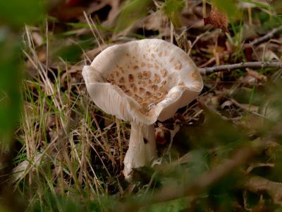 ByvanckPaddestoelen okt20 63