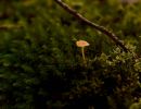 ByvanckPaddestoelen okt20 64