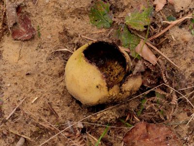ByvanckPaddestoelen okt20 65