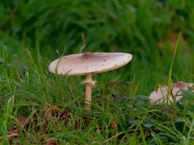 ByvanckPaddestoelen okt20 68