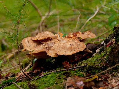 ByvanckPaddestoelen okt20 69