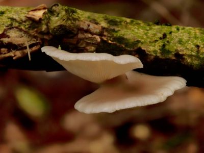 ByvanckPaddestoelen okt20 71