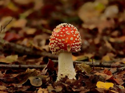 ByvanckPaddestoelen okt20 72