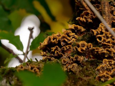 ByvanckPaddestoelen okt20 76