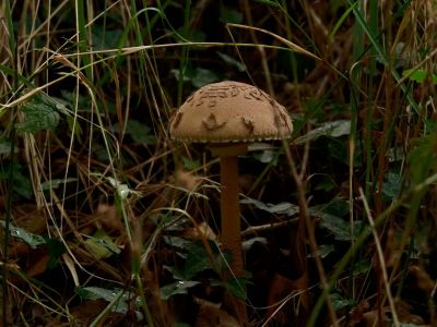 ByvanckPaddestoelen okt20 78