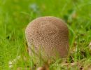 ByvanckPaddestoelen okt20 79
