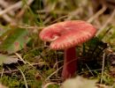 ByvanckPaddestoelen okt20 80