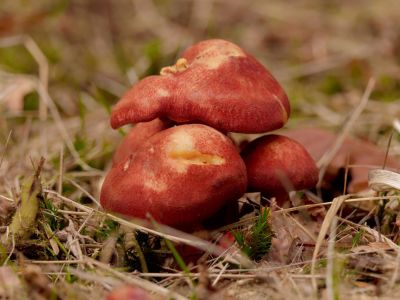 ByvanckPaddestoelen okt20 81