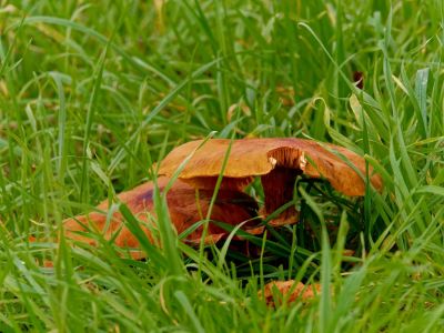 ByvanckPaddestoelen okt20 83