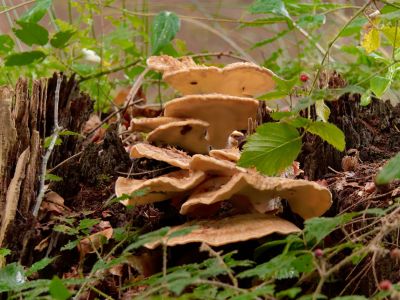 ByvanckPaddestoelen okt20 84