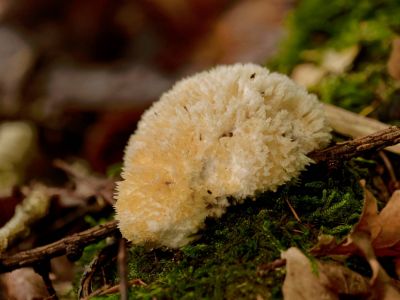 ByvanckPaddestoelen okt20 85