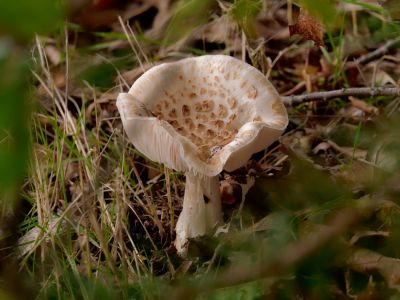 ByvanckPaddestoelen okt20 87