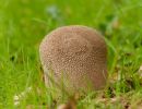 ByvanckPaddestoelen okt20 90