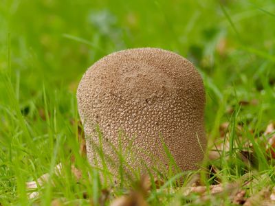 ByvanckPaddestoelen okt20 90