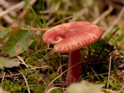 ByvanckPaddestoelen okt20 92