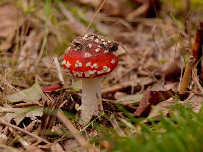 ByvanckPaddestoelen okt20 94