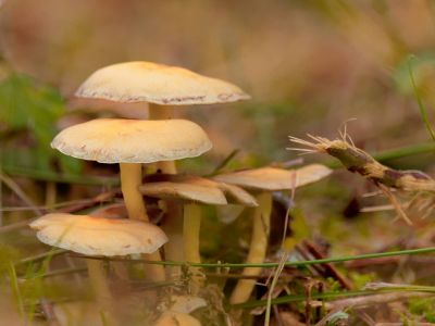 ByvanckPaddestoelen okt20 96