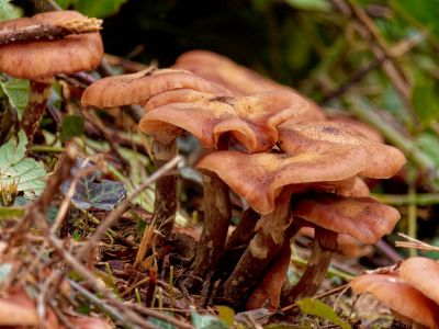 ByvanckPaddestoelen okt20 97