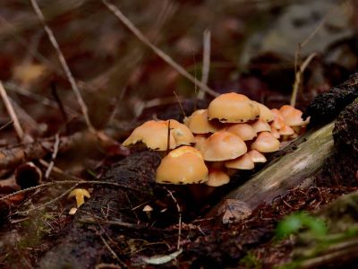 ByvanckPaddestoelen okt20 106