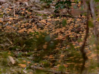 ByvanckPaddestoelen okt20 107