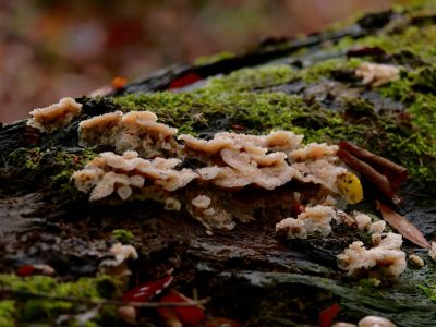 ByvanckPaddestoelen okt20 108
