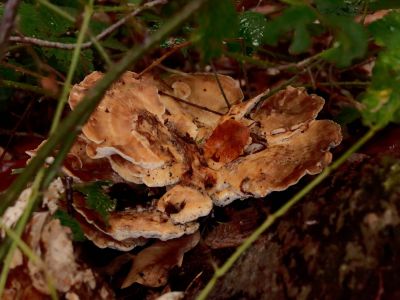 ByvanckPaddestoelen okt20 110