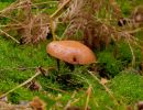 ByvanckPaddestoelen okt20 111