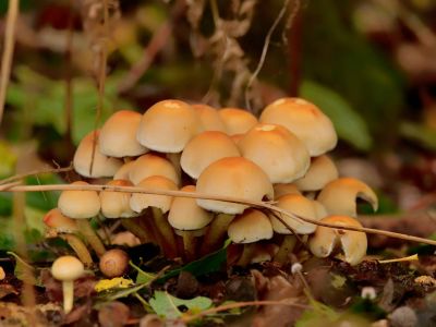 ByvanckPaddestoelen okt20 112