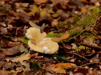 ByvanckPaddestoelen okt20 113