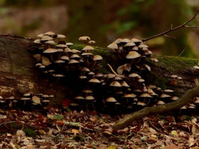 ByvanckPaddestoelen okt20 114