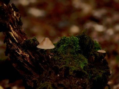 ByvanckPaddestoelen okt20 115