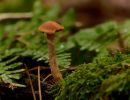 ByvanckPaddestoelen okt20 116
