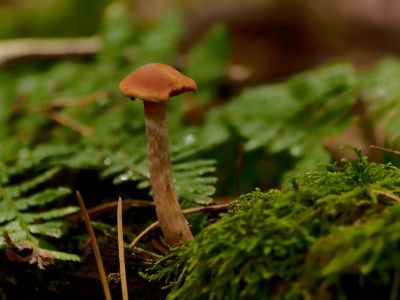 ByvanckPaddestoelen okt20 116