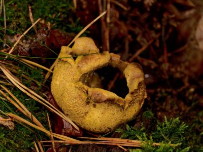 ByvanckPaddestoelen okt20 117