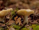 ByvanckPaddestoelen okt20 118